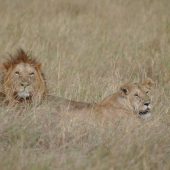  The Serengeti, TZ